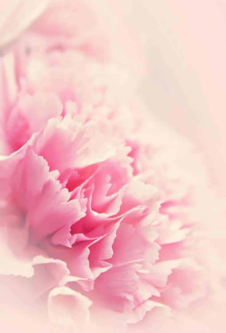 今回のテーマは「ピンク × あなた色の花」